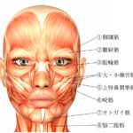 表情筋図